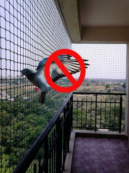 Pigeon Safety Nets
